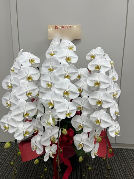 画像1: 胡蝶蘭(大輪) 胡蝶蘭〜5本立ホワイト色 (1)